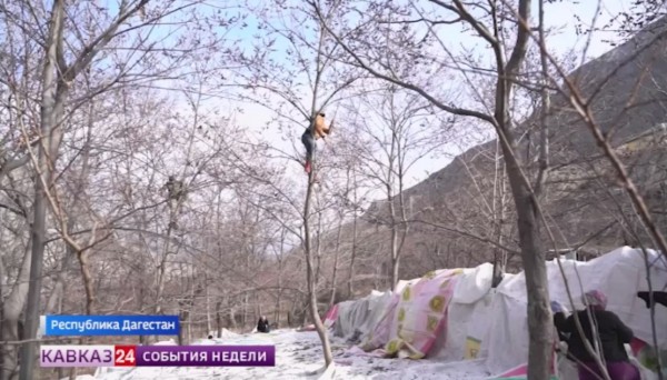 В Дагестане начали сбор черной хурмы