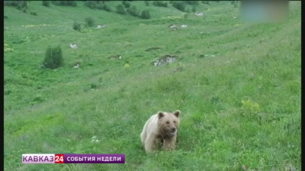 Жителей и гостей Северного Кавказа предупреждают о возможности встречи с медведями